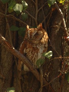 Screech Owl. Photo by Linda Goschke